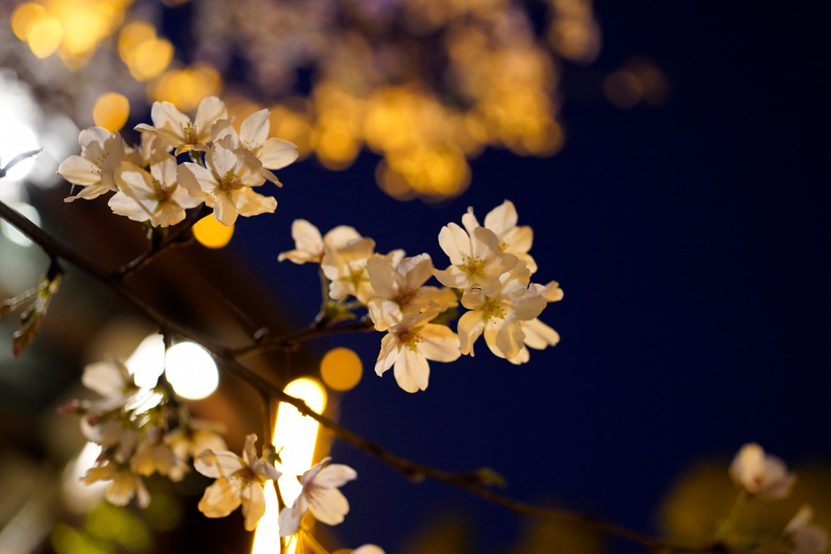 spring in wuhan