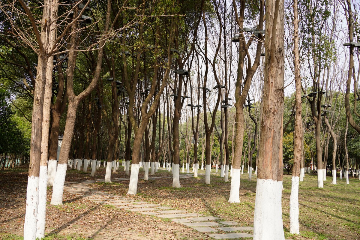 spring in wuhan