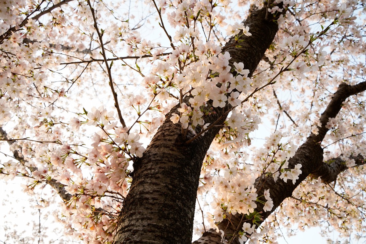 spring in wuhan
