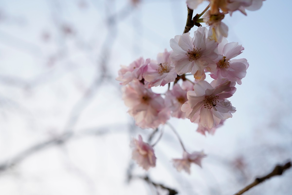 spring in wuhan