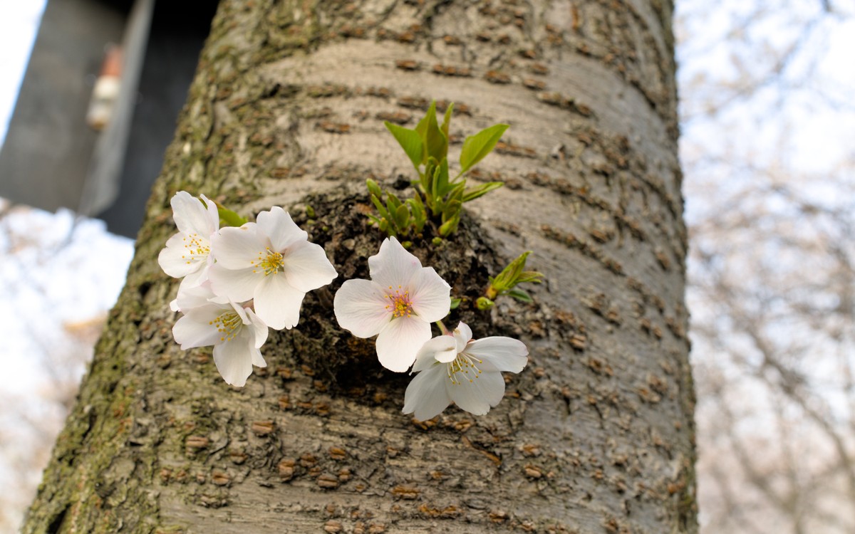 spring in wuhan